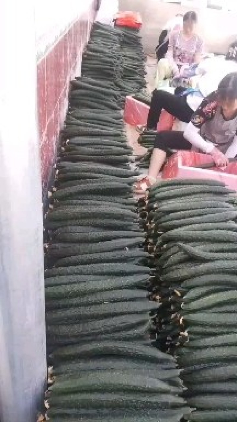 精品密刺黄瓜，吃味好耐运输