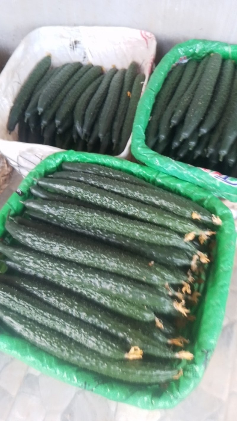 精品密刺黄瓜，吃味好耐运输