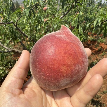云南红宝石红桃