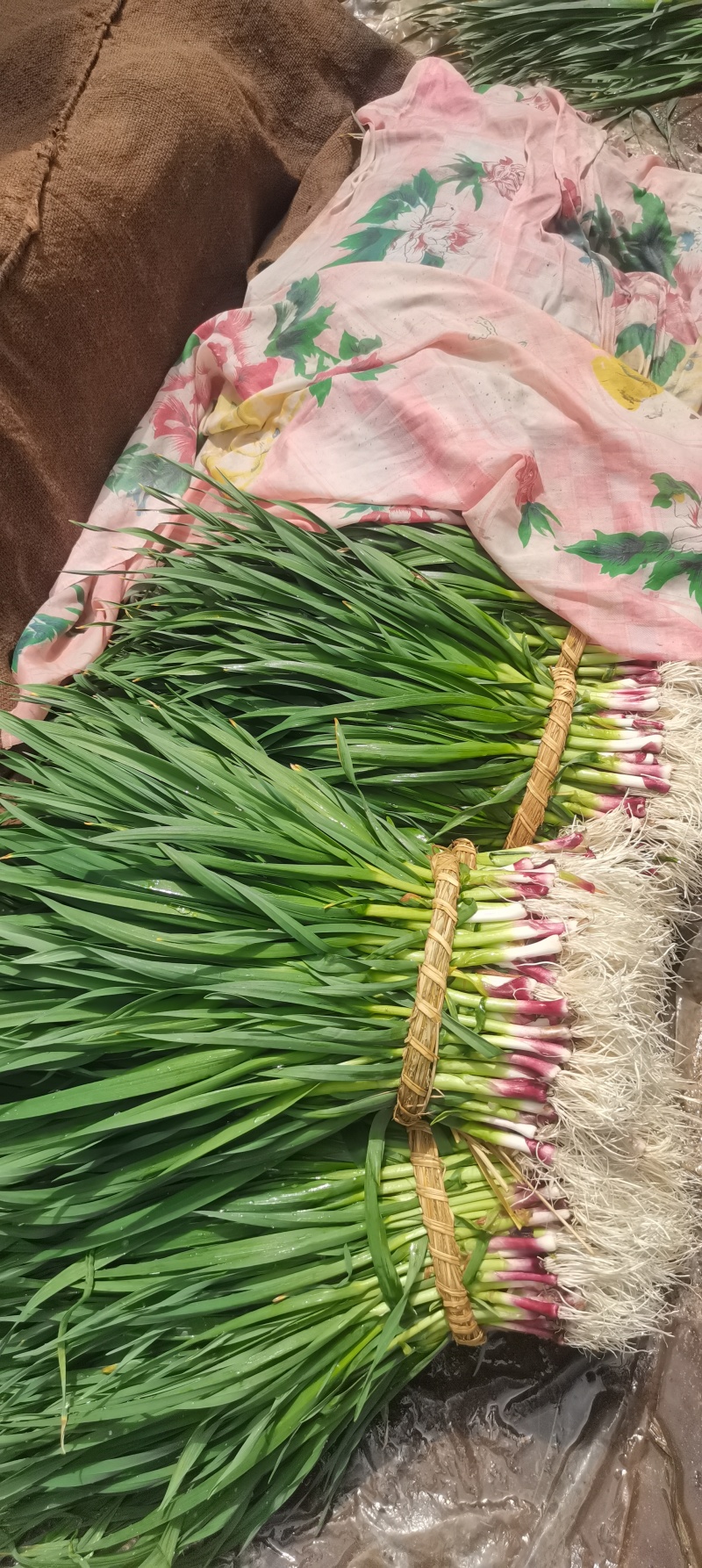 红根蒜苗