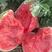 西瓜8424甜瓜美都有籽无籽瓜麒麟西瓜产地大量上市质量保证