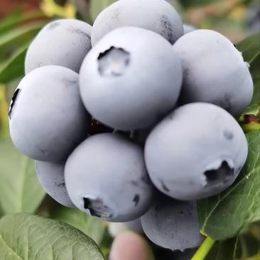 蓝莓莱克西品种