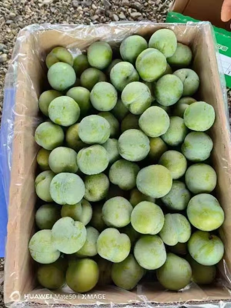 贵州六马原产地，四月李大量上市，一手货源，支持全一件代发
