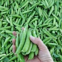 豌豆荚青秀饱满本地豌豆大量供应需要的老板通过一亩田我