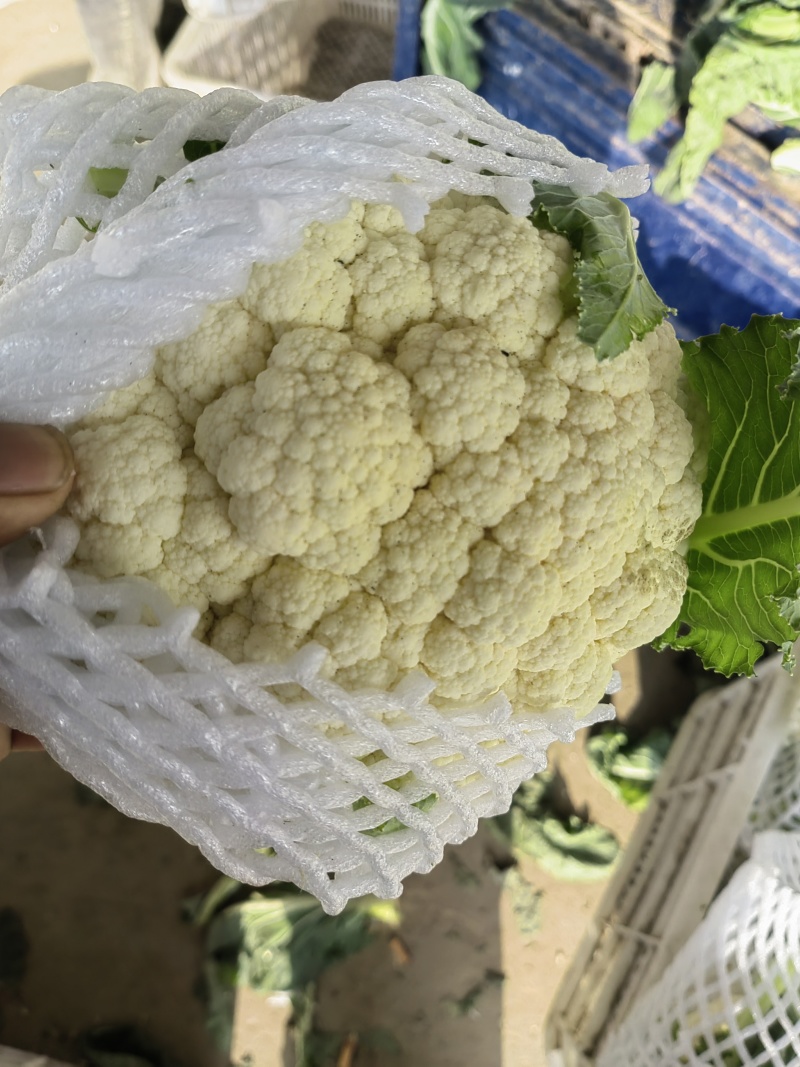 实花菜白实花产地直供一手货源支持视频看货