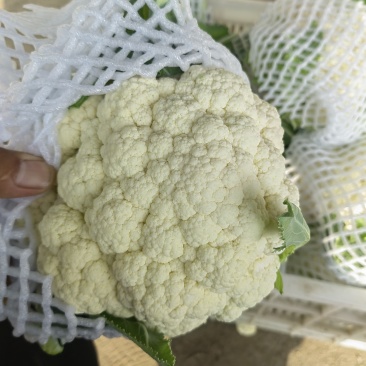 实花菜白实花产地直供一手货源支持视频看货