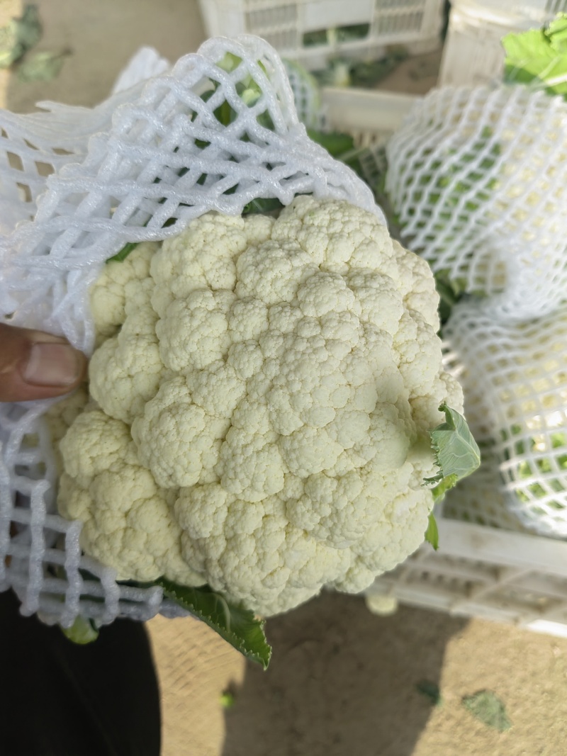 实花菜白实花产地直供一手货源支持视频看货