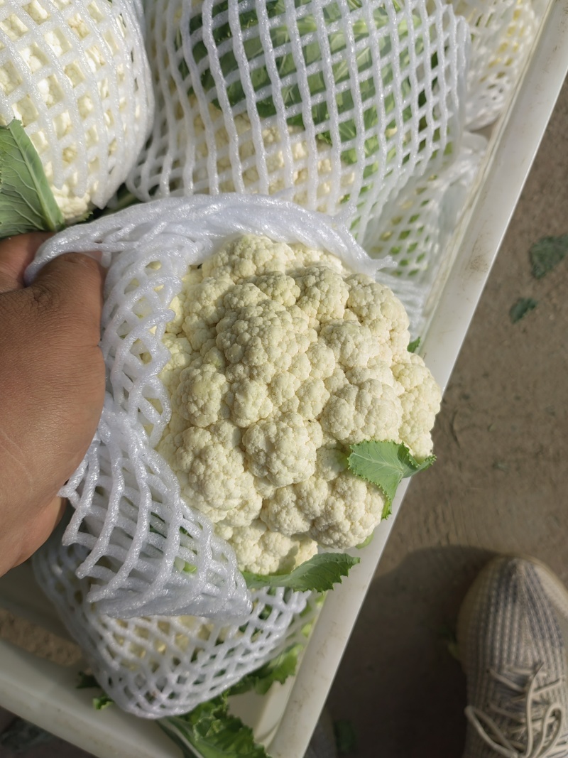 实花菜白实花产地直供一手货源支持视频看货