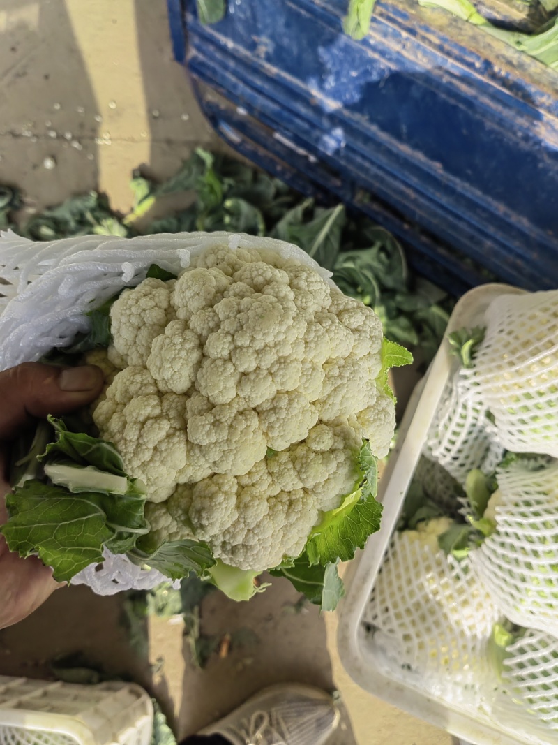 实花菜白实花产地直供一手货源支持视频看货