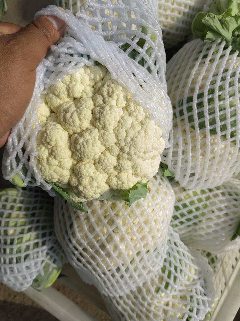 实花菜白实花产地直供一手货源支持视频看货
