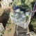 实花菜白实花产地直供一手货源支持视频看货