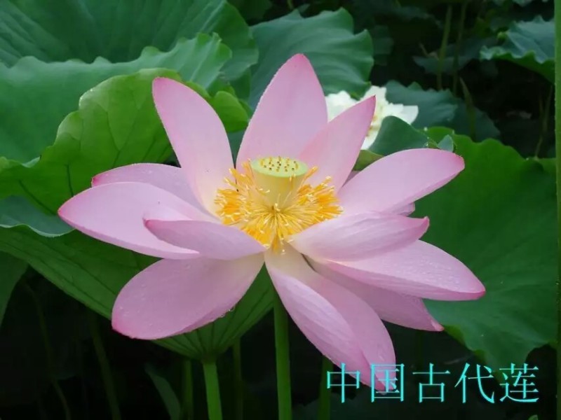 精品荷花品种苗观赏性强价格从优