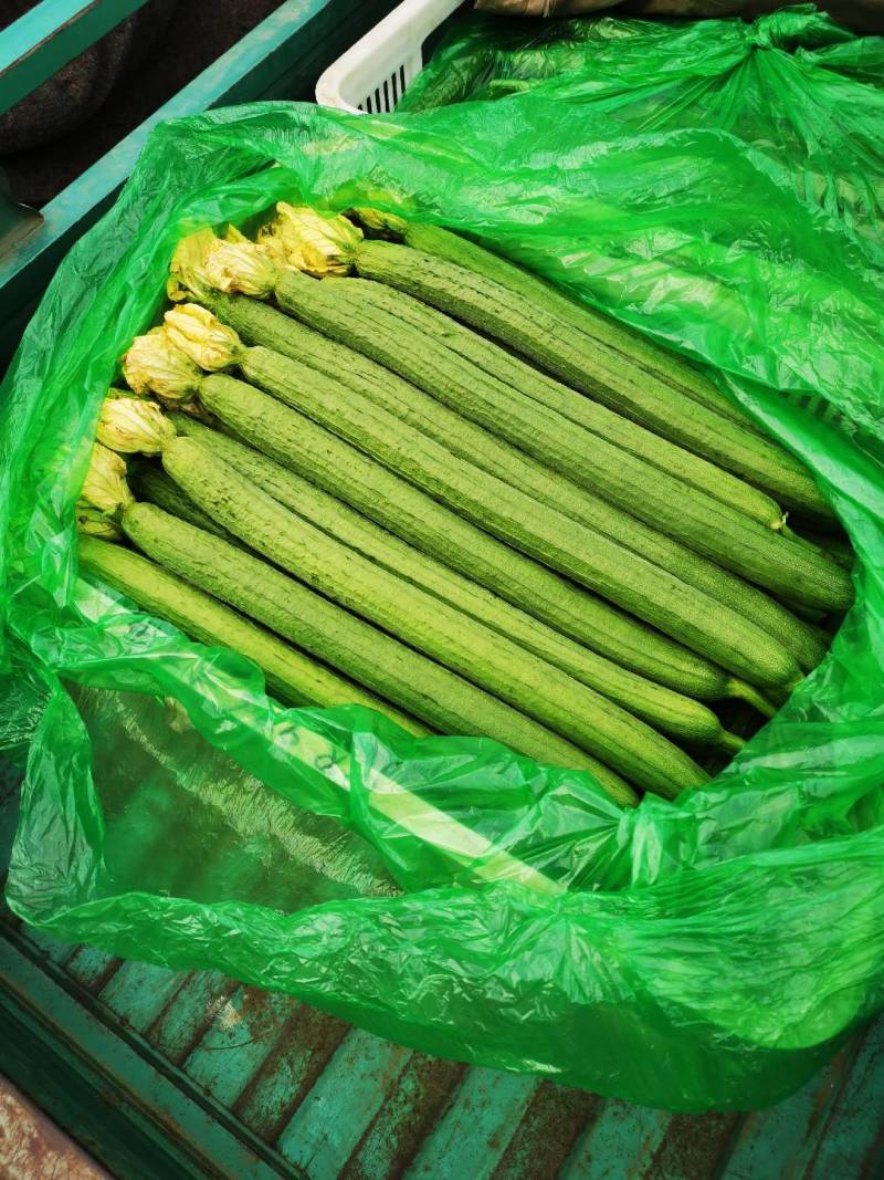 鲜花丝瓜，千亩基地，条直一花鲜，直至秋天，欢迎新老顾客回购