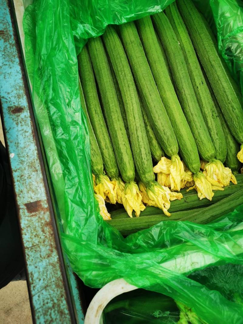鲜花丝瓜，千亩基地，条直一花鲜，直至秋天，欢迎新老顾客回购