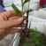 白芨苗三百万现货1.5到3公分3毛
