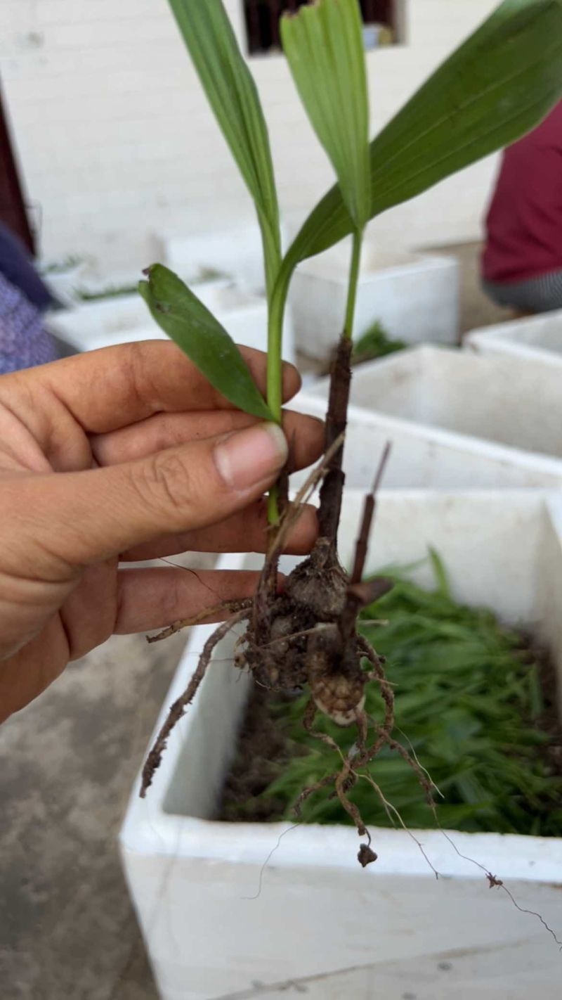 白芨苗三百万现货1.5到3公分3毛