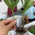 白芨苗三百万现货1.5到3公分3毛