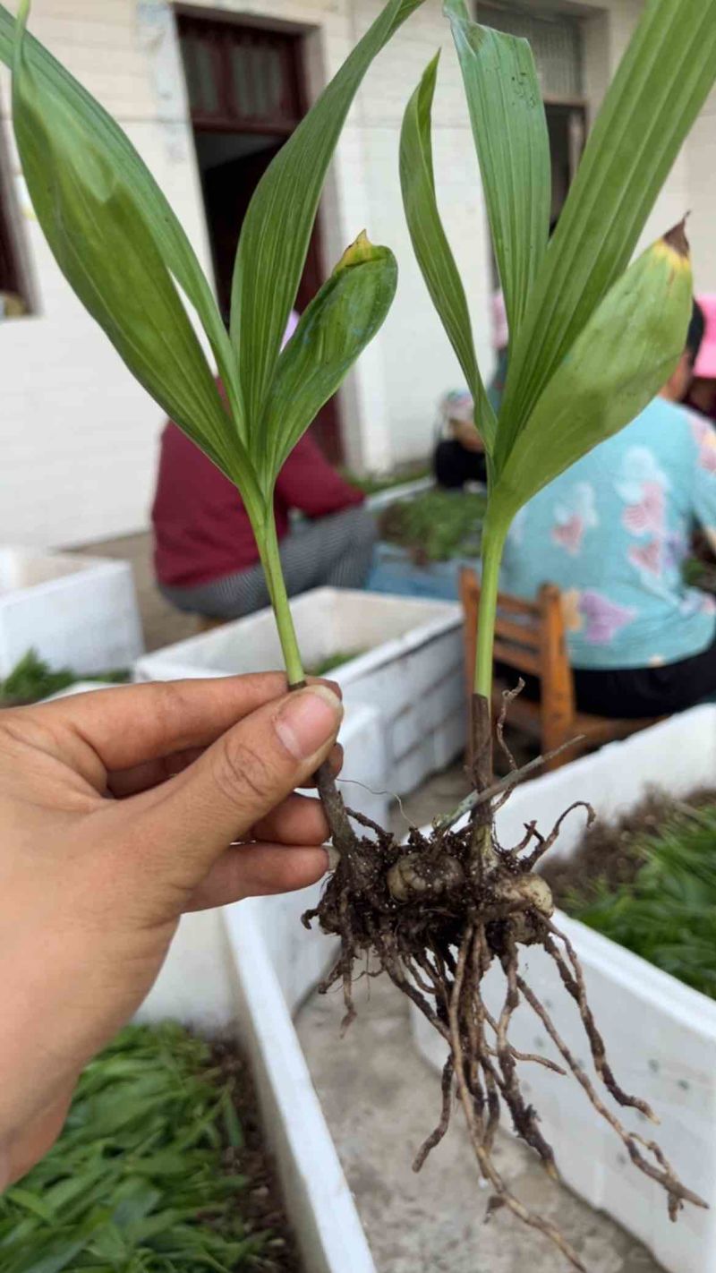白芨苗三百万现货1.5到3公分3毛