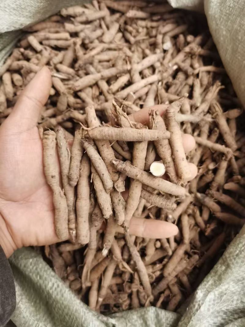 仙茅新鲜包邮，