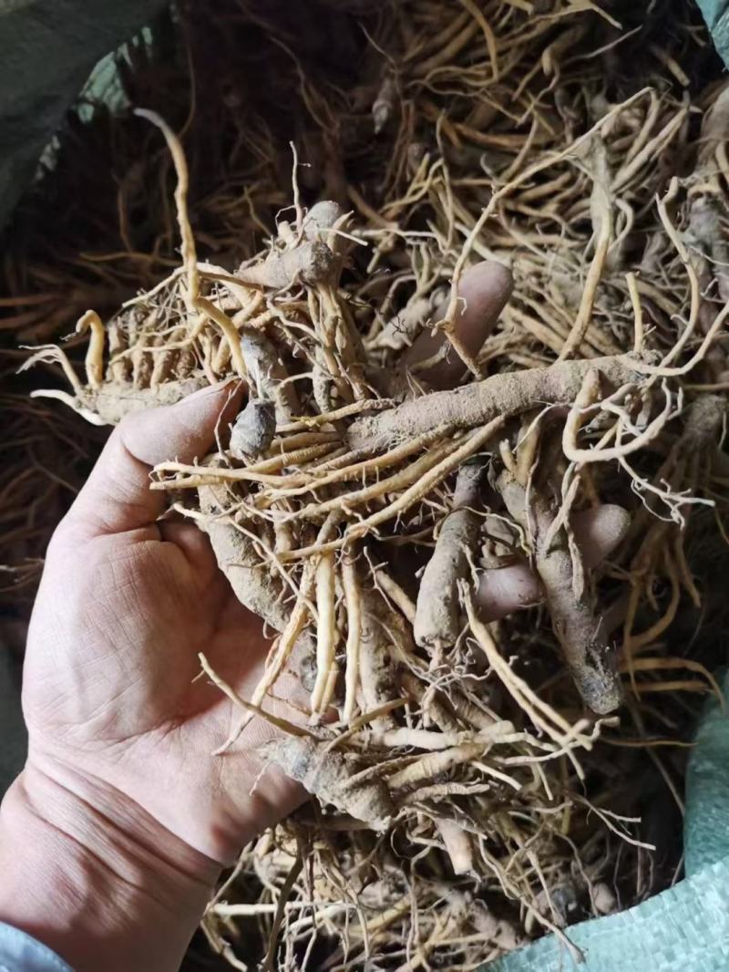 仙茅新鲜包邮，