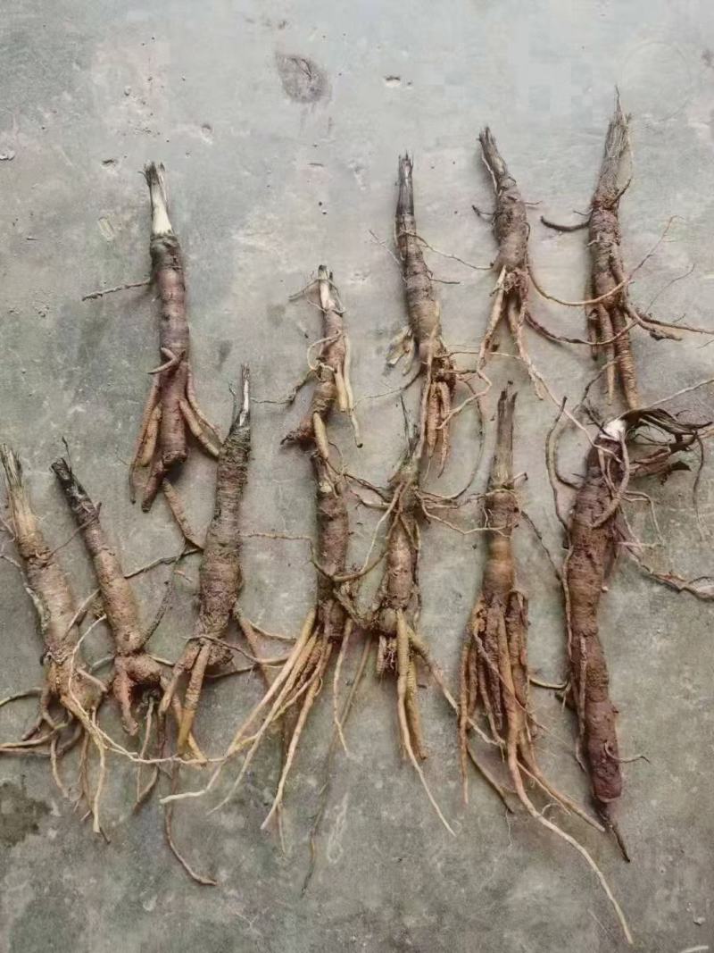 仙茅新鲜包邮，