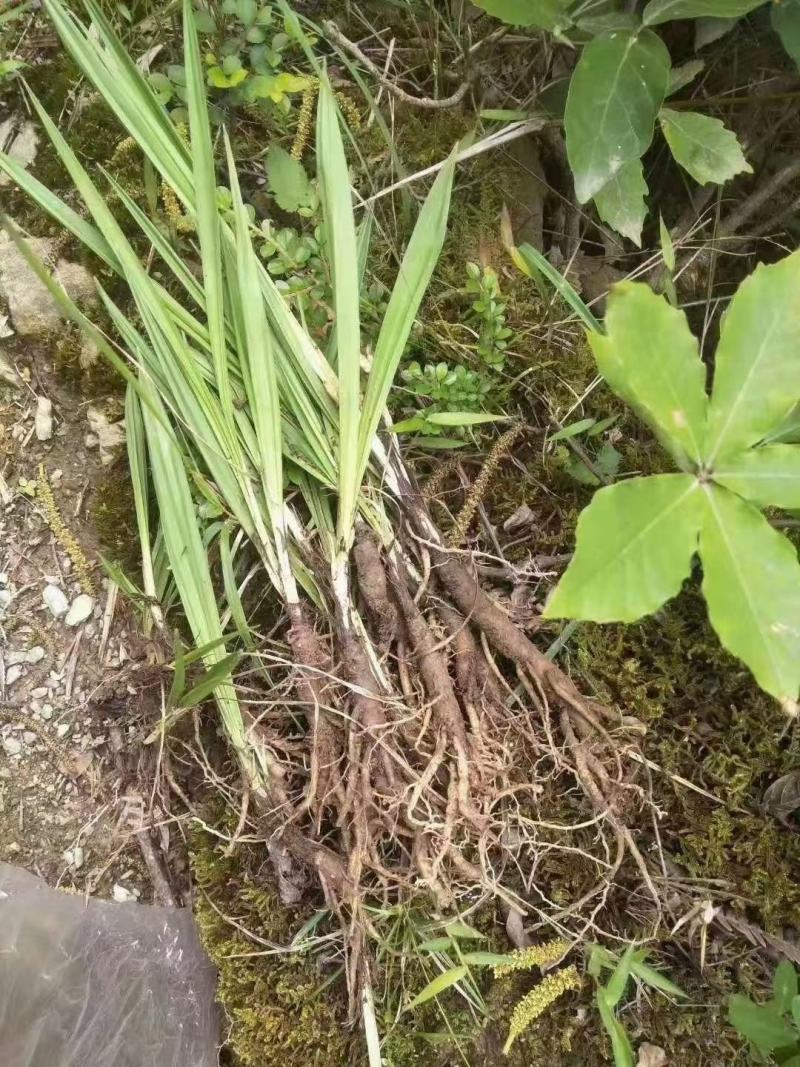 仙茅新鲜包邮，