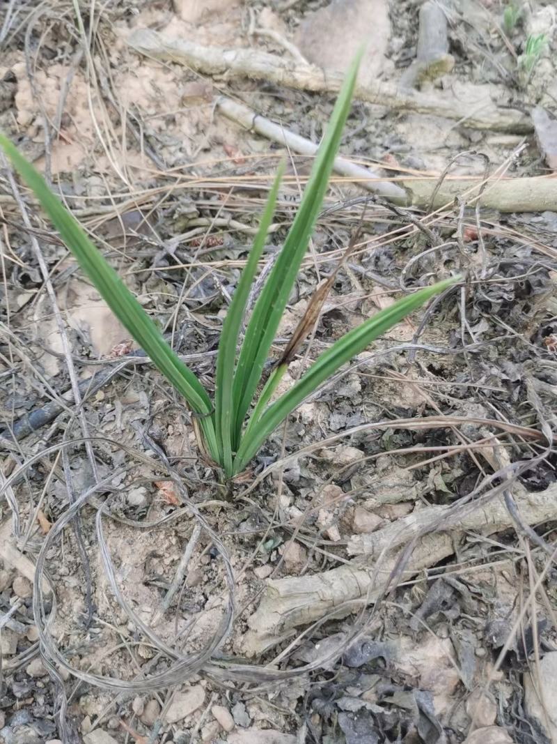 仙茅新鲜包邮，