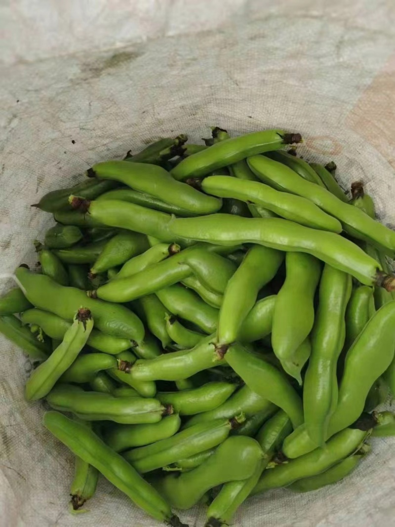 蚕豆节大量上市，有需要的联系。量大从优。都是每天现采的