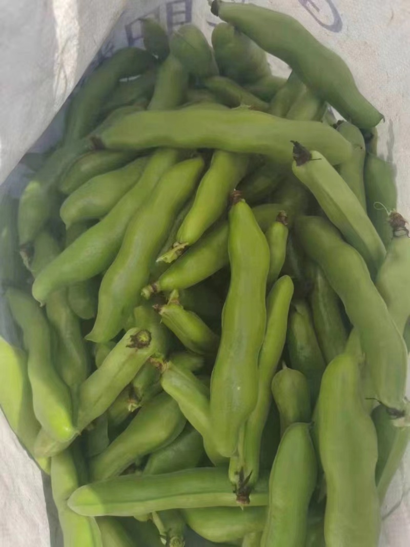蚕豆节大量上市，有需要的联系。量大从优。都是每天现采的