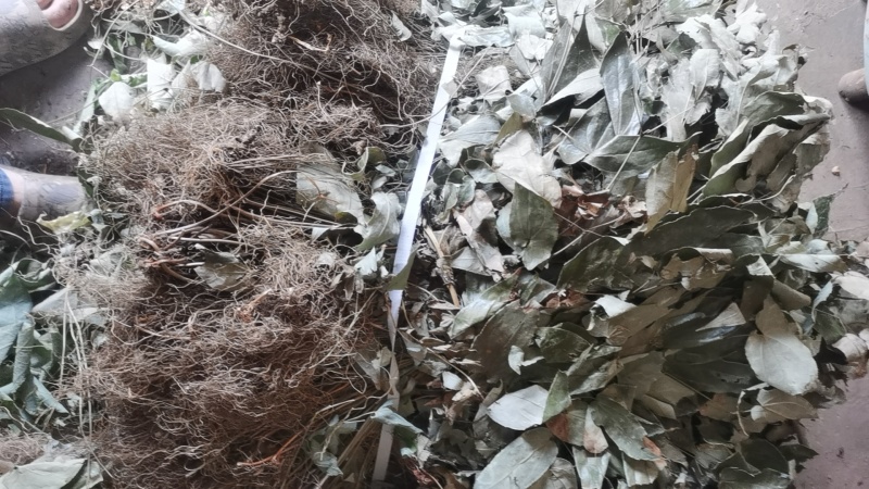 大量出售淫羊藿