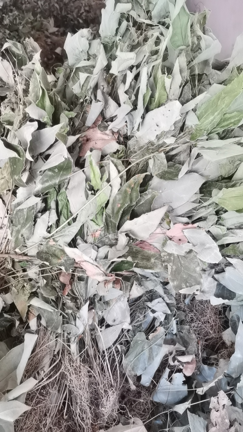 大量出售淫羊藿
