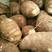 芋头8520毛芋头货源充足保质保量产地直发全国发货