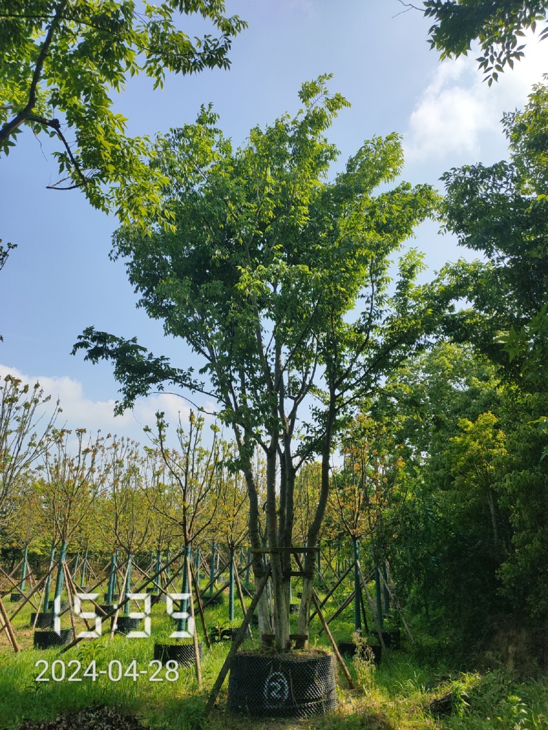 50公分以上的丛生朴树，朴树容器苗，湖北容器朴树