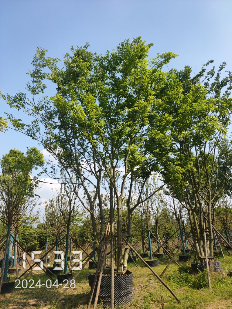 50公分以上的丛生朴树，朴树容器苗，湖北容器朴树