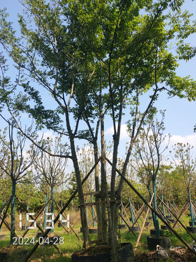 50公分以上的丛生朴树，朴树容器苗，湖北容器朴树