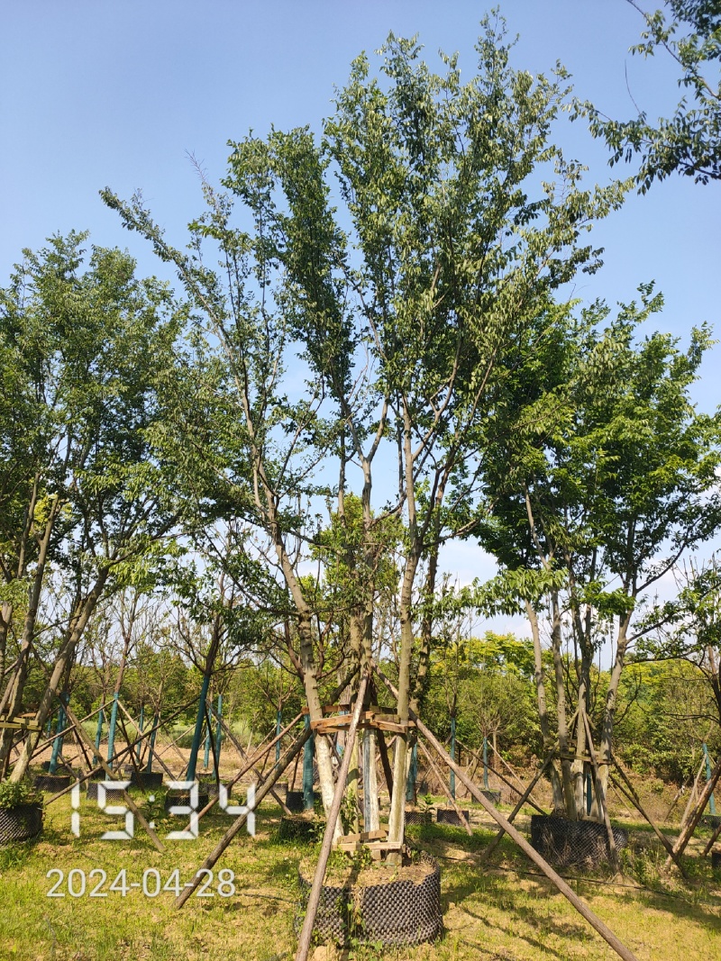 50公分以上的丛生朴树，朴树容器苗，湖北容器朴树