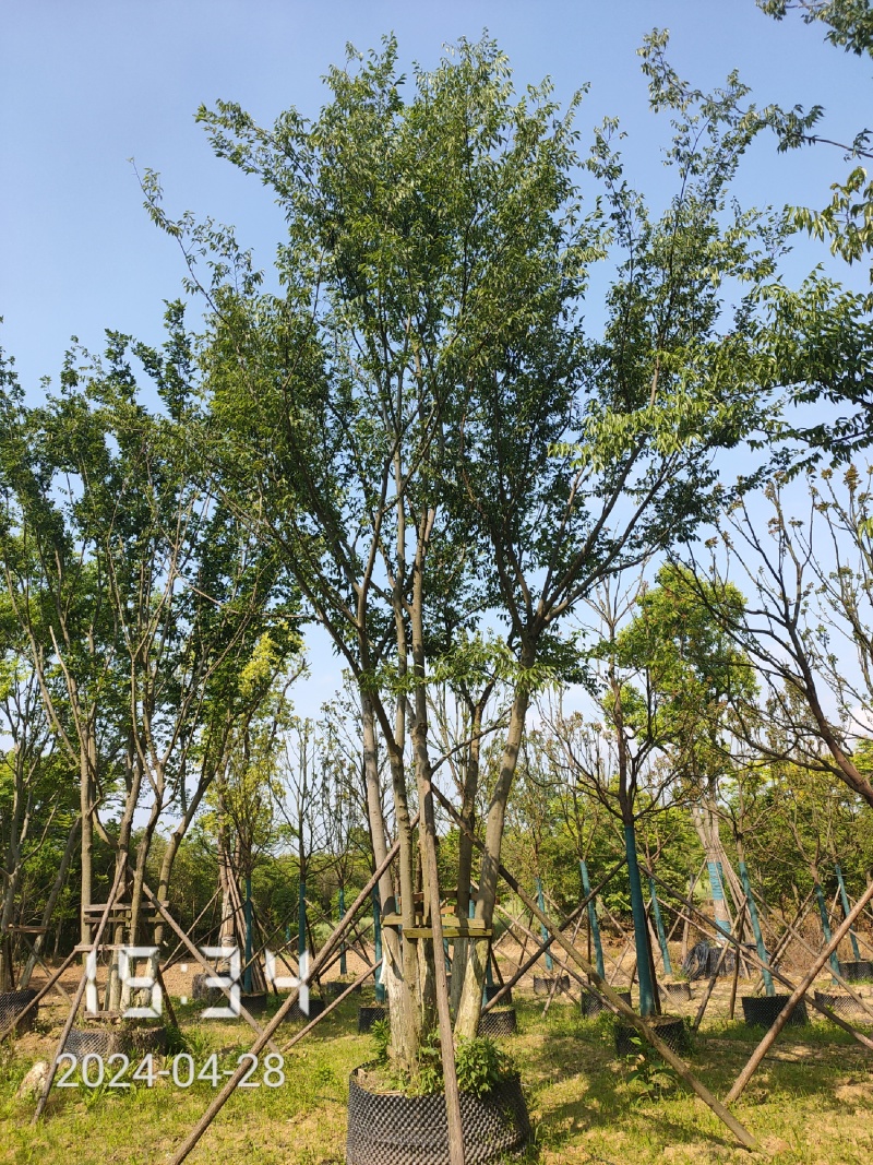 50公分以上的丛生朴树，朴树容器苗，湖北容器朴树