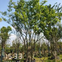 50公分以上的丛生朴树，朴树容器苗