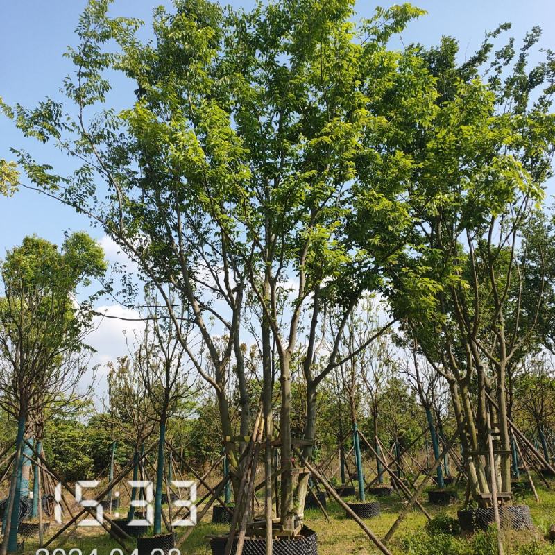 50公分以上的丛生朴树，朴树容器苗，湖北容器朴树