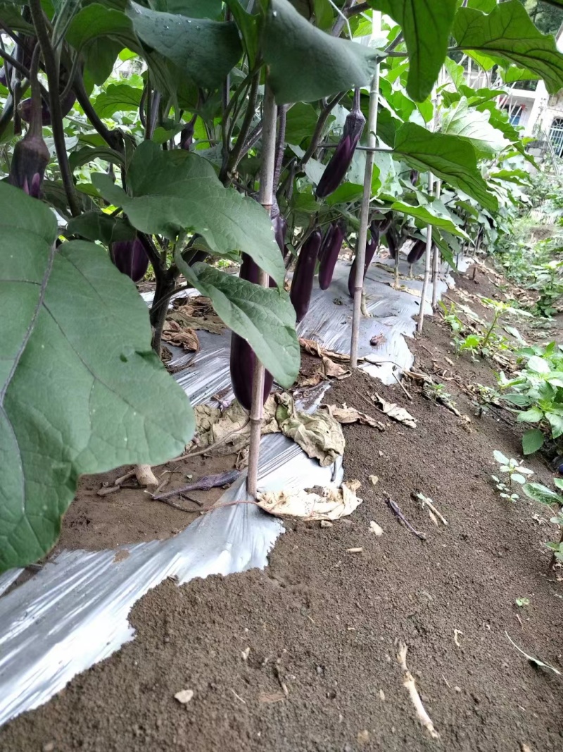 烧烤茄