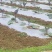 烧烤茄