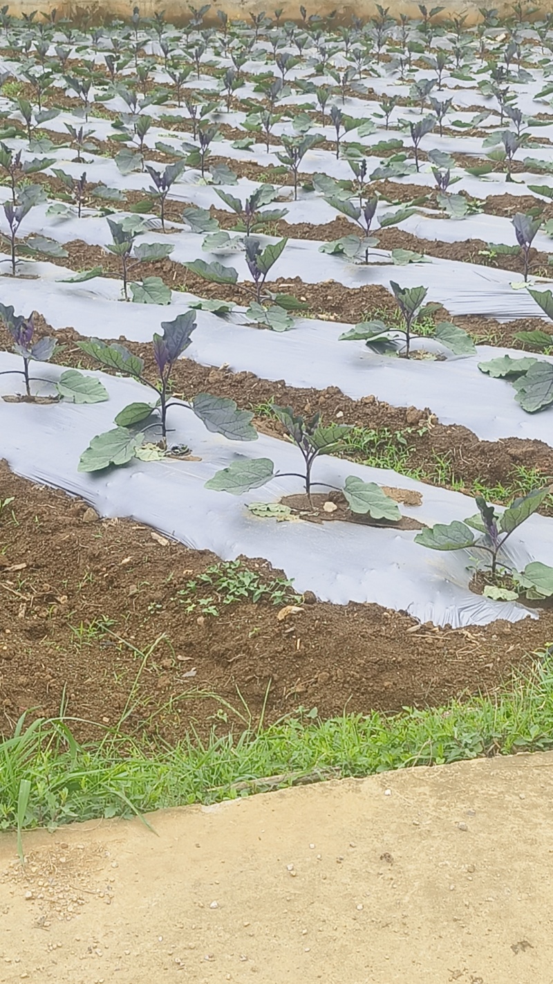 烧烤茄