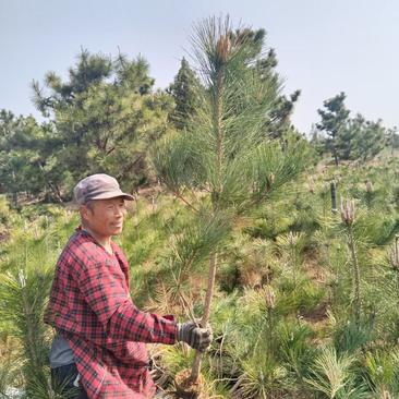 基地大量批发松树，马尾松20公分-1.5米高