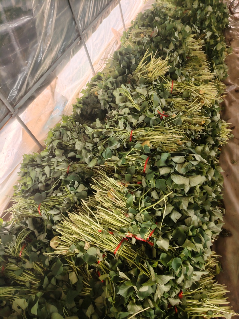 秦薯五号红薯板栗红薯苗