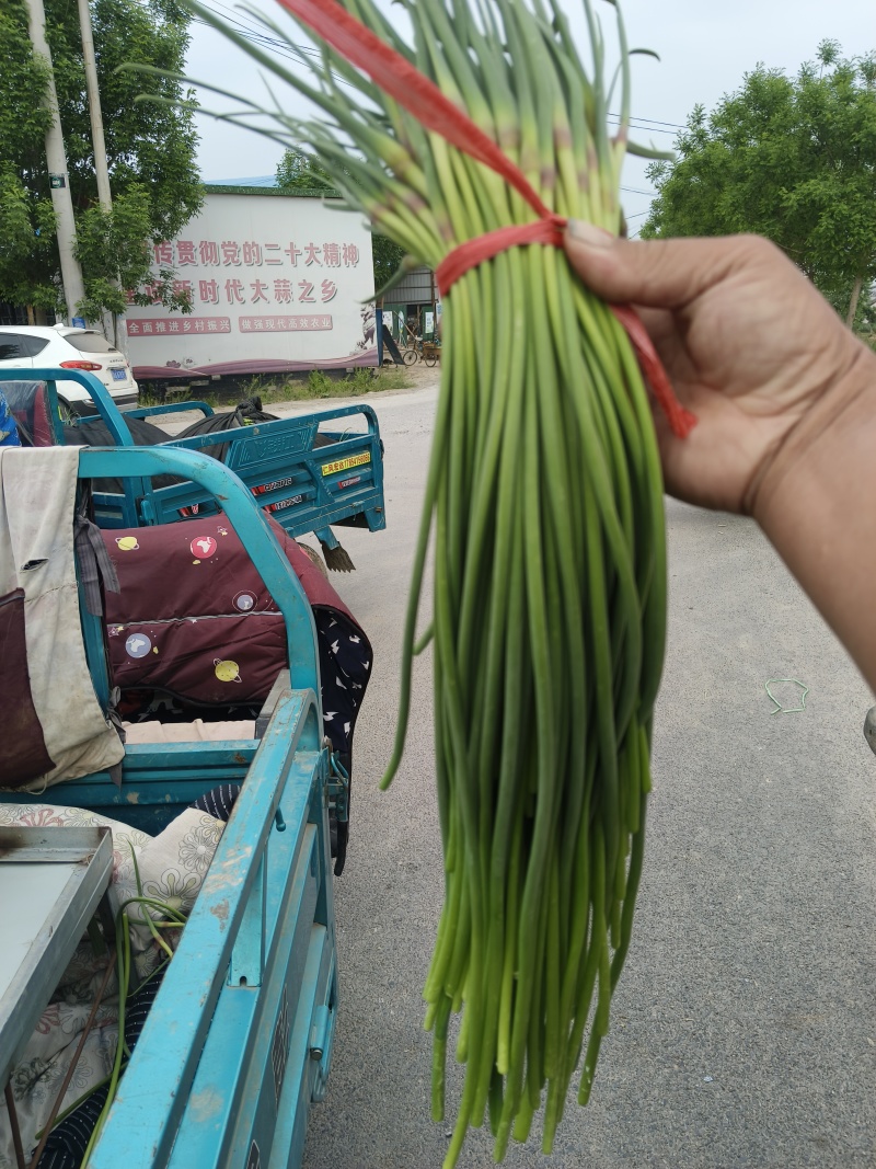 精品红帽蒜薹大量上市中，白帽6号，现摘现发，产地发货