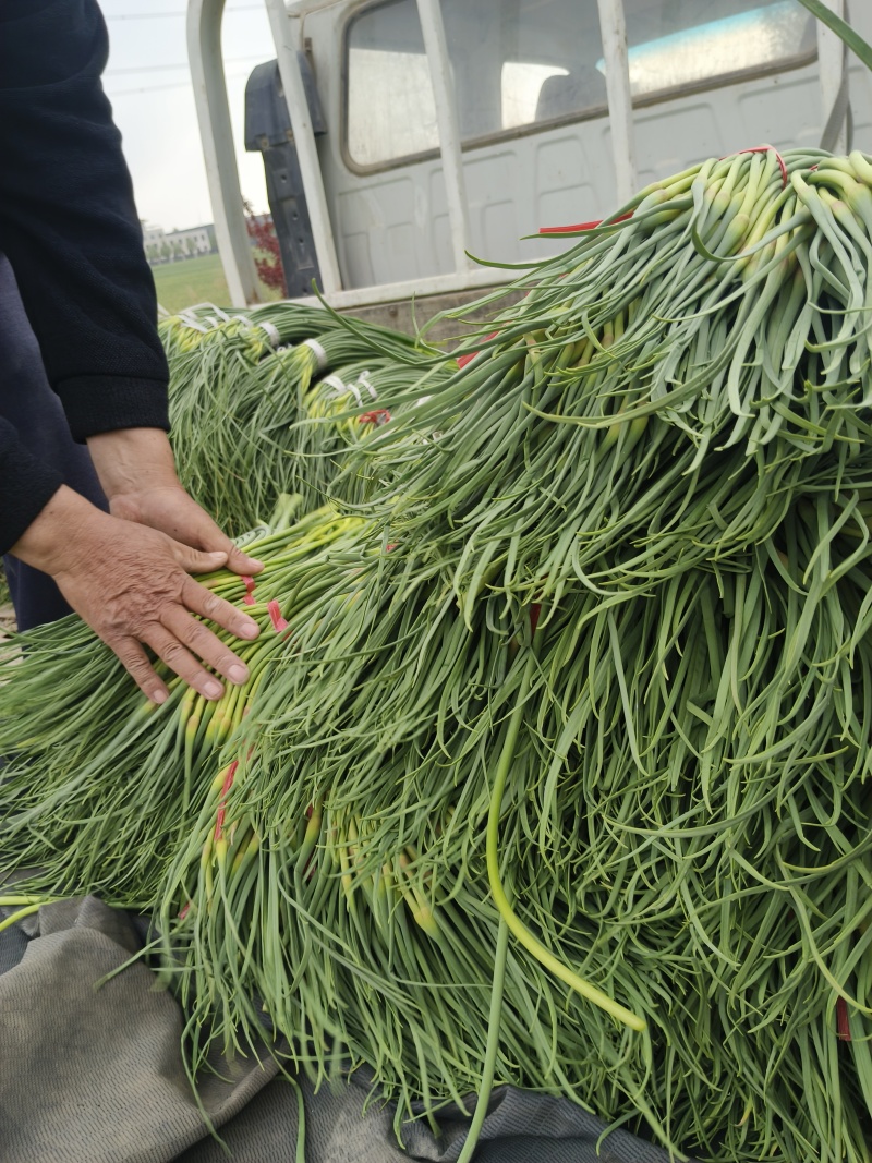 精品红帽蒜薹大量上市中，白帽6号，现摘现发，产地发货