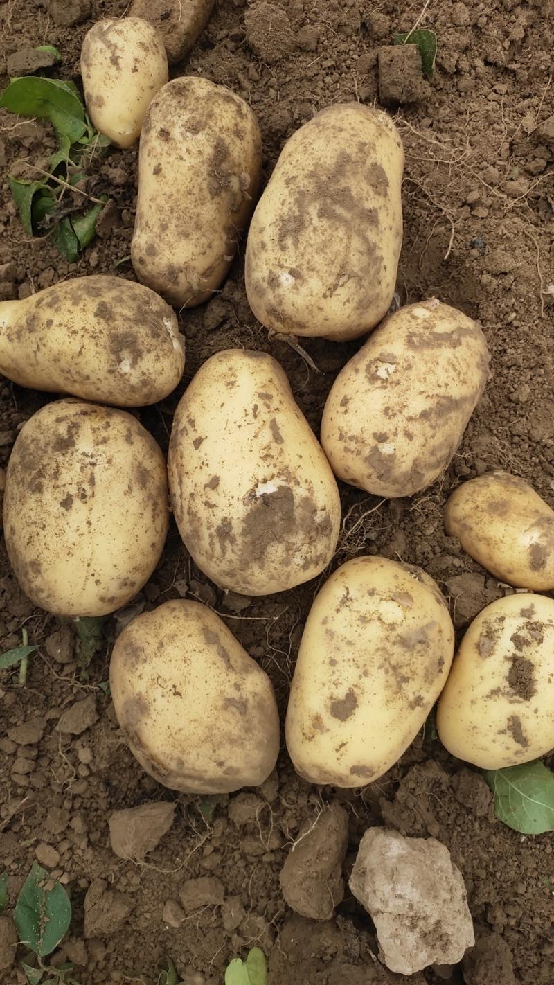 河南新土豆大量上市中，质量优，价格优，产地一手货源，代发