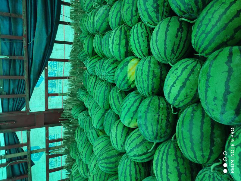 甜王西瓜全国发货九成熟，产地直供全国发货欢迎电话