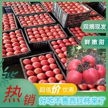 【河北西红柿】产地，主供超市，电商等，欢迎联系。