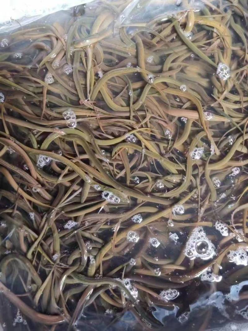 精品黄鳝鱼苗正大九号基地孵化提供技术指导专车送货。